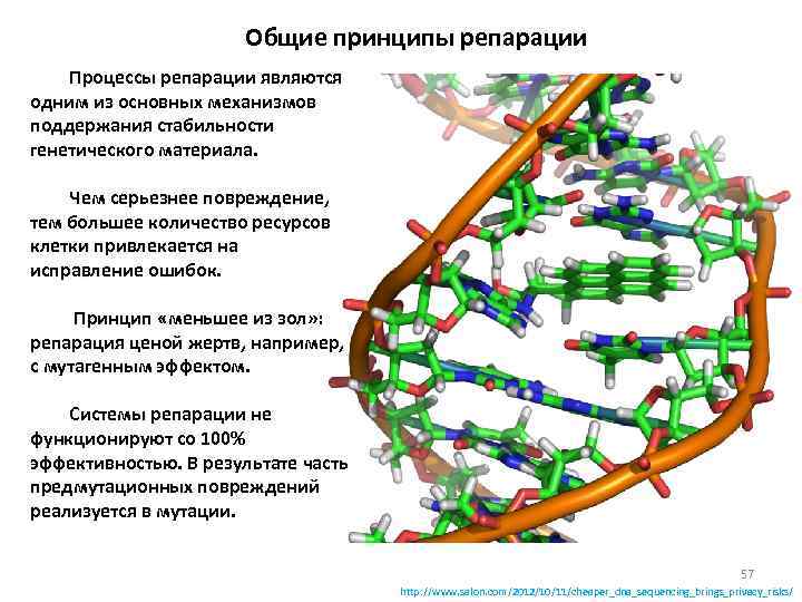 Общие принципы репарации Процессы репарации являются одним из основных механизмов поддержания стабильности генетического материала.