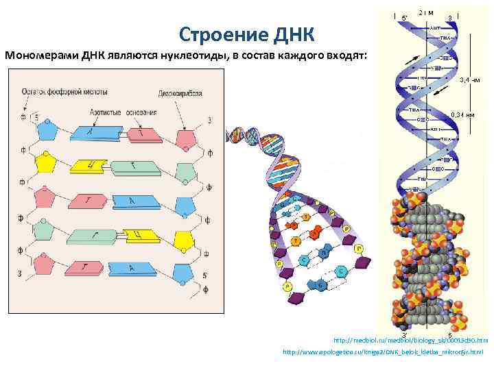 Строение ДНК Мономерами ДНК являются нуклеотиды, в состав каждого входят: http: //medbiol. ru/medbiol/biology_sk/00015 d