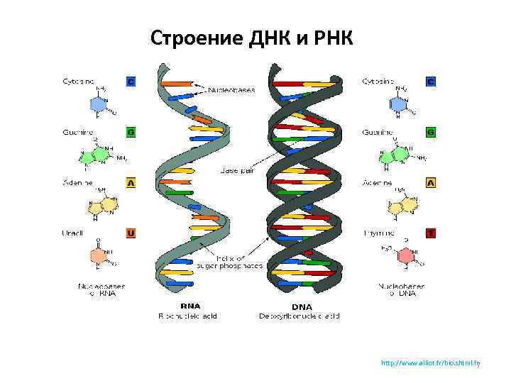 Строение днк фото