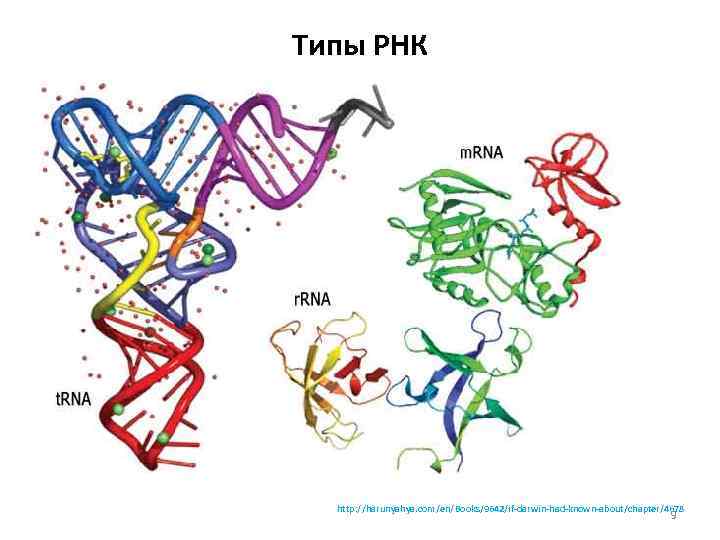 Типы РНК http: //harunyahya. com/en/Books/9642/if-darwin-had-known-about/chapter/4678 9 