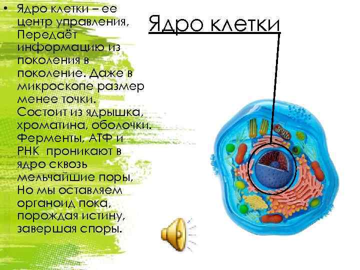  • Ядро клетки – ее центр управления, Передаёт информацию из поколения в поколение.