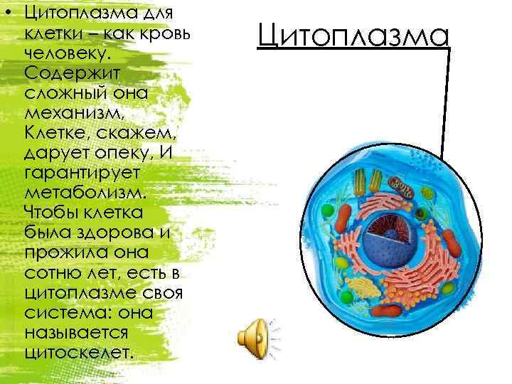  • Цитоплазма для клетки – как кровь человеку. Содержит сложный она механизм, Клетке,