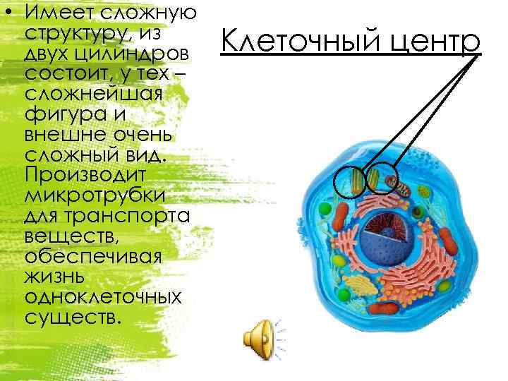  • Имеет сложную структуру, из двух цилиндров состоит, у тех – сложнейшая фигура
