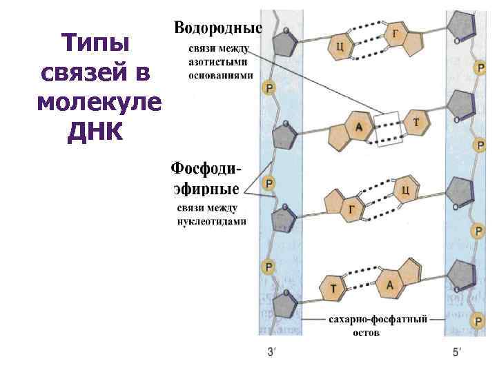 Длина участка молекулы. Типы связи между нуклеотидами в ДНК. Связи между нуклеотидами в ДНК. Химические связи в молекуле ДНК. Типы химических связей в молекуле ДНК.