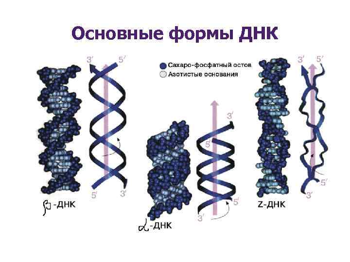 Форма днк