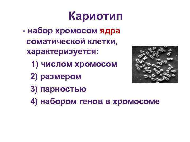 Ядро хромосомы кариотип. Ядро хромосомный набор клетки кариотип. Хромосомы в ядре. Уменьшение числа хромосом в кариотипе называется.