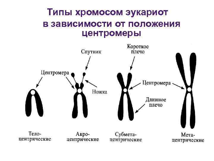 Деление центромеры расхождение