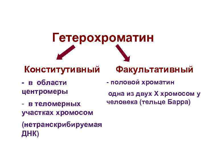 Эухроматин и гетерохроматин это. Факультативный гетерохроматин функции. Факультативный и конститутивный хроматин.