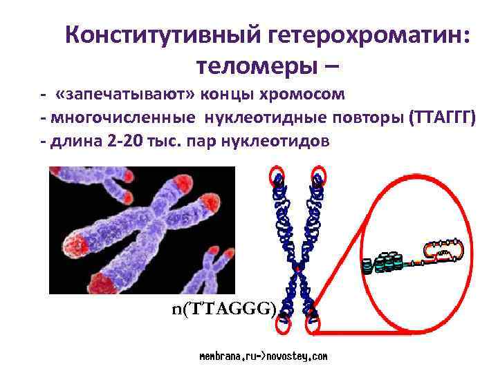 Факультативный гетерохроматин