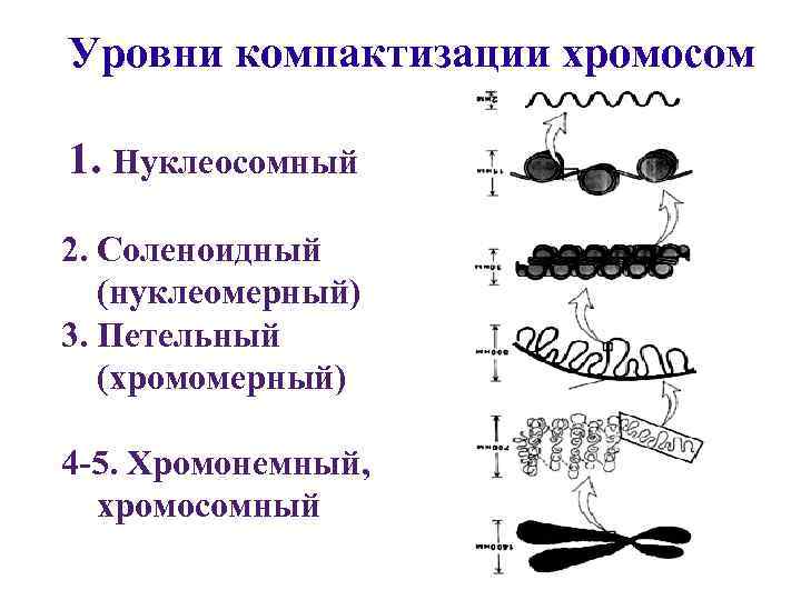 Уровни компактизации хромосом