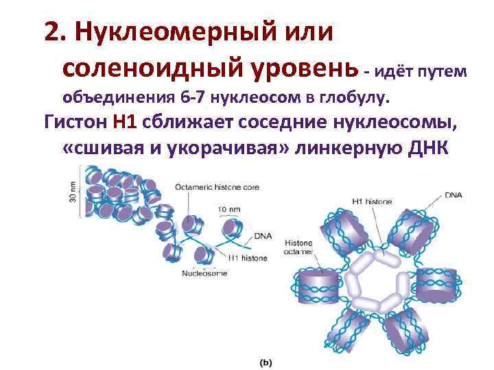 Каким номером на рисунке обозначена структура которая образована молекулами днк и белками гистонами