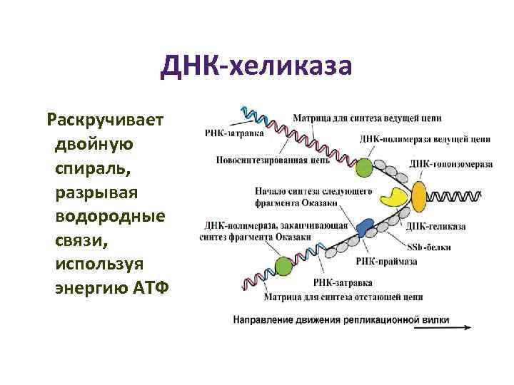 Фермент хеликаза