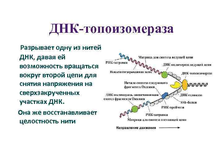 Сделать генетический. ДНК топоизомераза функции. Топоизомераза и хеликаза. Топоизомераза 1 функция. ДНК-топоизомераза (гираза) функции.