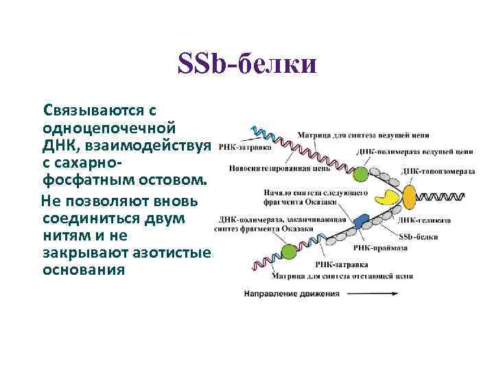 Ssb белок. Репликация ДНК SSB белки. Функции SSB белков. Функции ДНК связывающих белков.