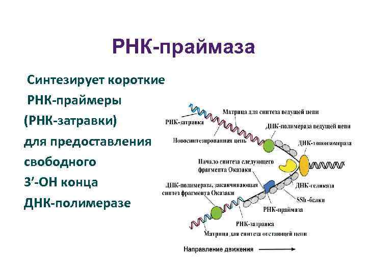 Синтезируется рнк полимеразой. ДНК праймаза функции. Фермент праймаза функции. РНК Праймеры функции. РНК-полимераза функции Синтез праймеров.