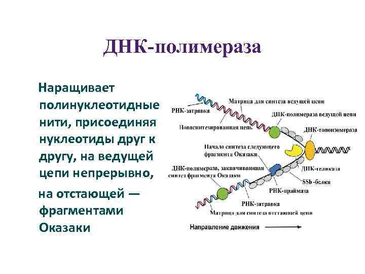 Полинуклеотидная цепь связи