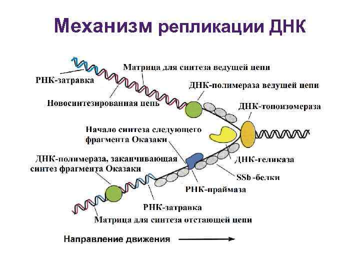 Рнк полимераза синтезирует. Схема процесса репликации ДНК. Основные стадии процесса репликации ДНК.. Схема репликации ДНК ферменты. Репликация ДНК схема стадии.