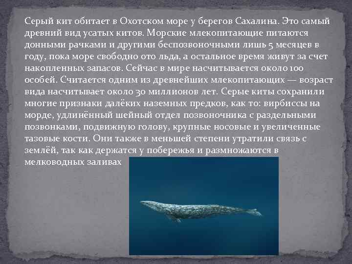 Кит в охотском море