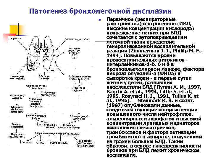 Патогенез бронхолегочной дисплазии n Первичное (респираторные расстройства) и ятрогенное (ИВЛ, высокие концентрации кислорода) повреждение