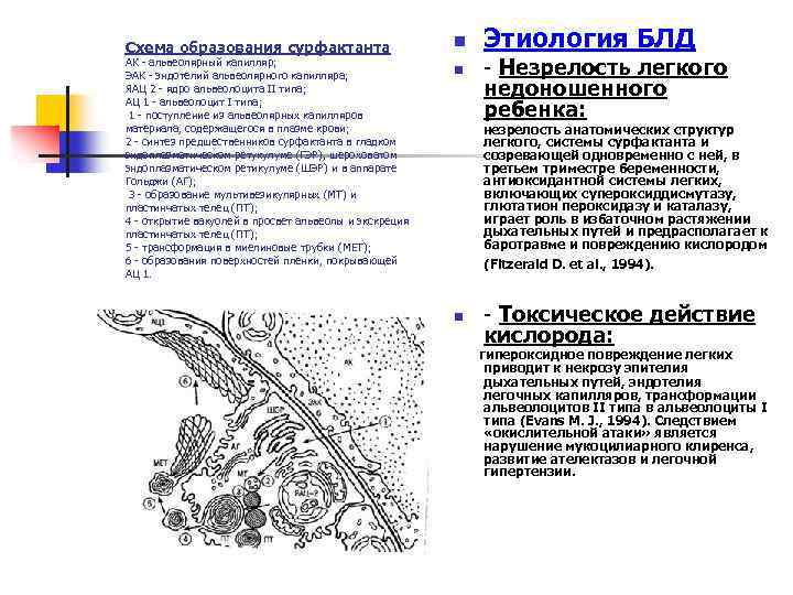 Схема образования сурфактанта АК - альвеолярный капилляр; ЭАК - эндотелий альвеолярного капилляра; ЯАЦ 2