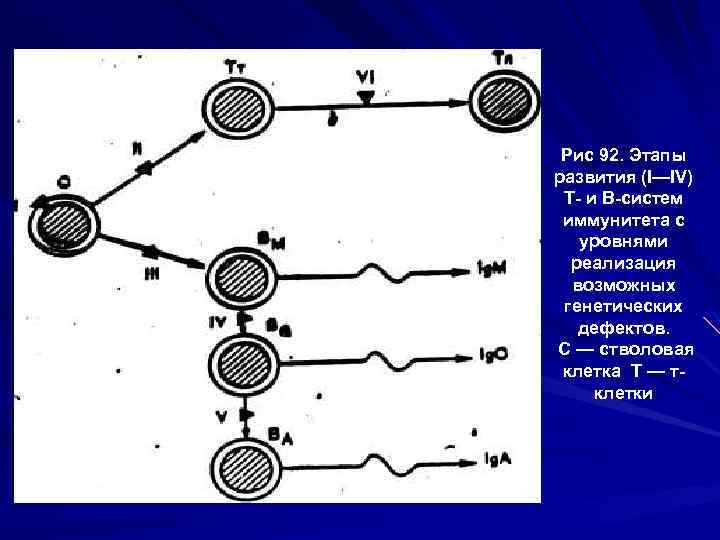 Рис 92. Этапы развития (I—IV) Т и В систем иммунитета с уровнями реализация возможных