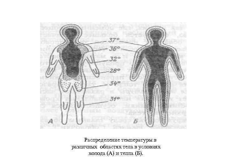Распределение температуры в различных областях тела в условиях холода (А) и тепла (Б). 