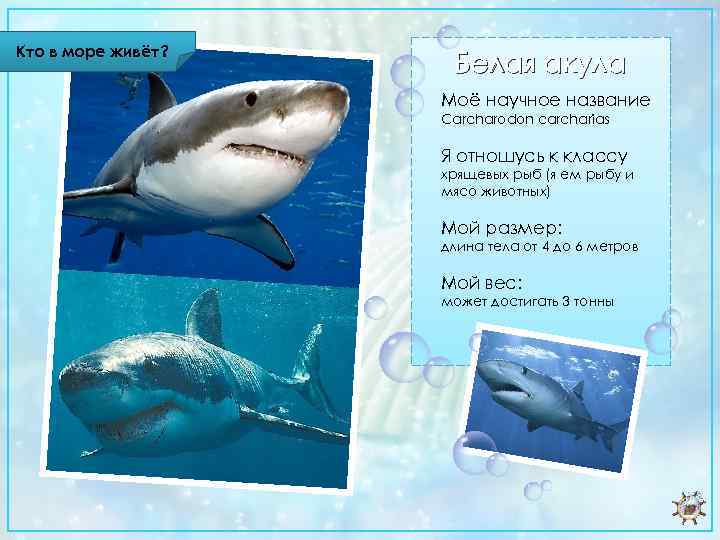 Кто в море живёт? Белая акула Моё научное название Carcharodon carcharias Я отношусь к