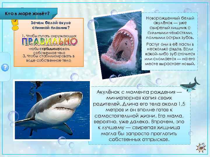 Кто в море живёт? Зачем белой акуле спинной плавник? 1. Чтобы пугать окружающих ПРАВИЛЬНО