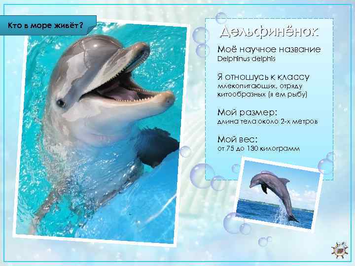 Кто в море живёт? Дельфинёнок Моё научное название Delphinus delphis Я отношусь к классу