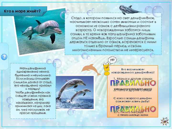Кто в море живёт? Стадо, в котором появился на свет дельфинёнок, насчитывает несколько сотен