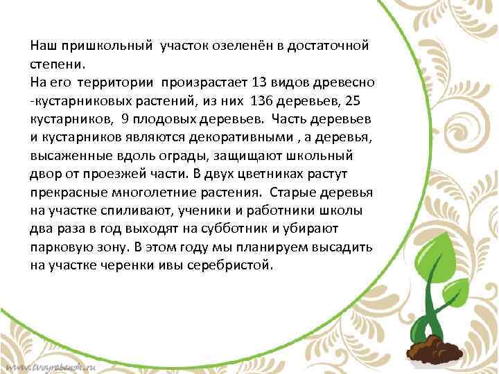 Наш пришкольный участок озеленён в достаточной степени. На его территории произрастает 13 видов древесно