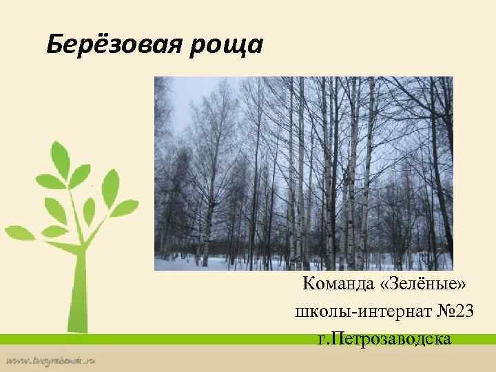 Берёзовая роща Команда «Зелёные» школы-интернат № 23 г. Петрозаводска 