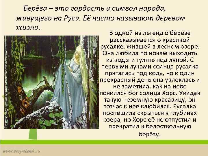 Берёза – это гордость и символ народа, живущего на Руси. Её часто называют деревом