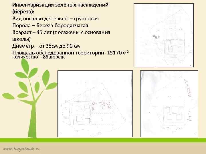 Инвентаризация зелёных насаждений (берёза): Вид посадки деревьев – групповая Порода – Береза бородавчатая Возраст