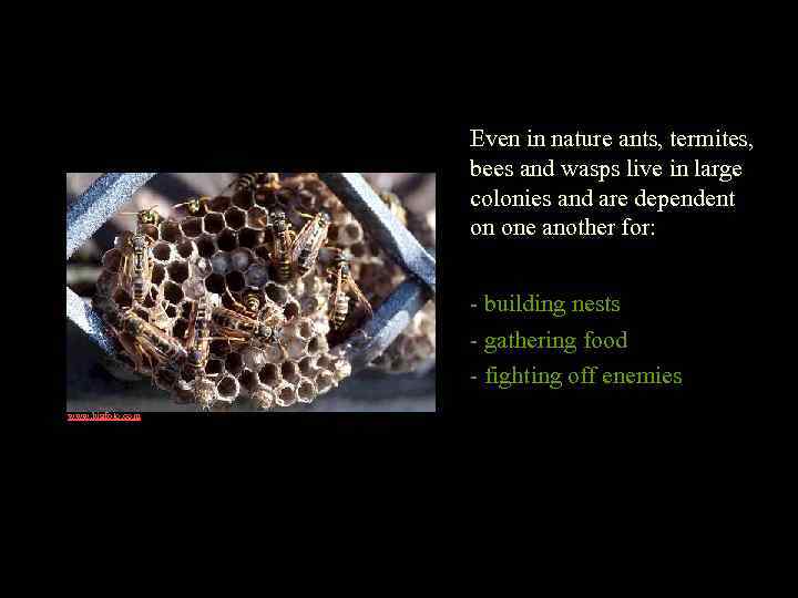 Even in nature ants, termites, bees and wasps live in large colonies and are