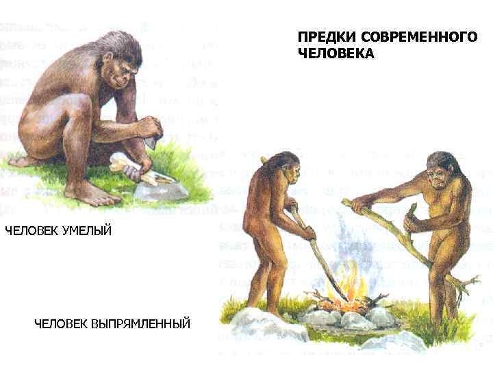 ПРЕДКИ СОВРЕМЕННОГО ЧЕЛОВЕКА ЧЕЛОВЕК УМЕЛЫЙ ЧЕЛОВЕК ВЫПРЯМЛЕННЫЙ 