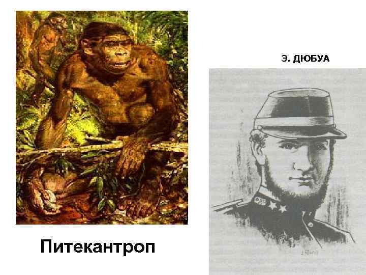 Э. ДЮБУА Питекантроп 