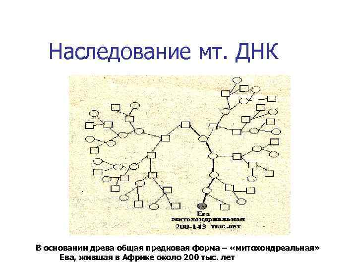 Наследование мт. ДНК В основании древа общая предковая форма – «митохондреальная» Ева, жившая в