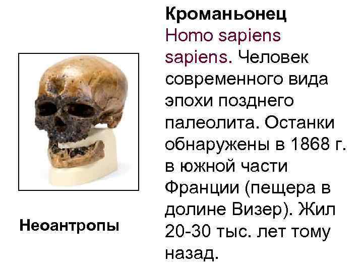 Неоантропы Кроманьонец Homo sapiens. Человек современного вида эпохи позднего палеолита. Останки обнаружены в 1868