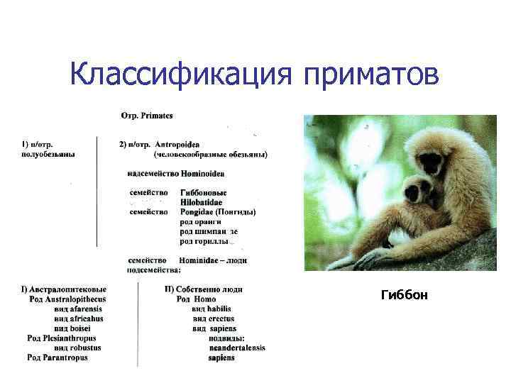 Семейство гоминиды отряд приматы тип хордовые. Отряд приматы таблица. Таблица отряды млекопитающих 7 класс биология приматы. Отряд приматы систематика. Классификация приматов 7 класс биология.