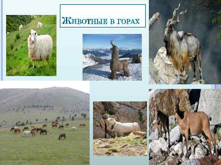 ЖИВОТНЫЕ В ГОРАХ 
