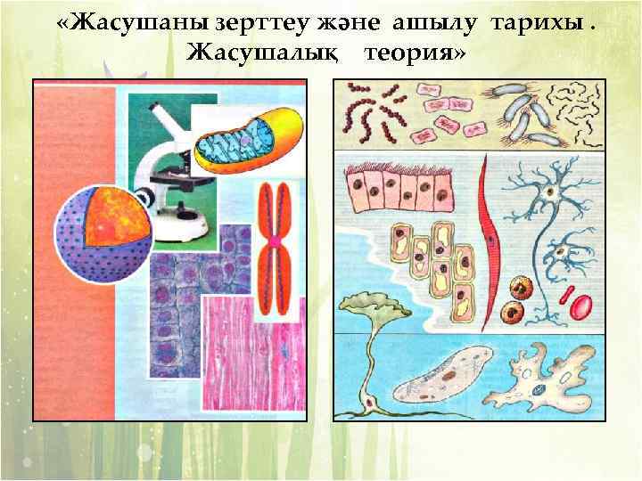  «Жасушаны зерттеу және ашылу тарихы. Жасушалық теория» 