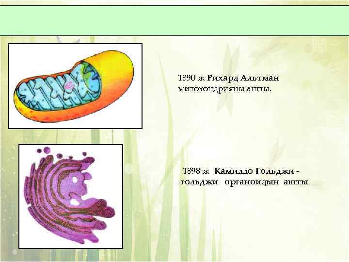 1890 ж Рихард Альтман митохондрияны ашты. 1898 ж Камилло Гольджи гольджи органоидын ашты 