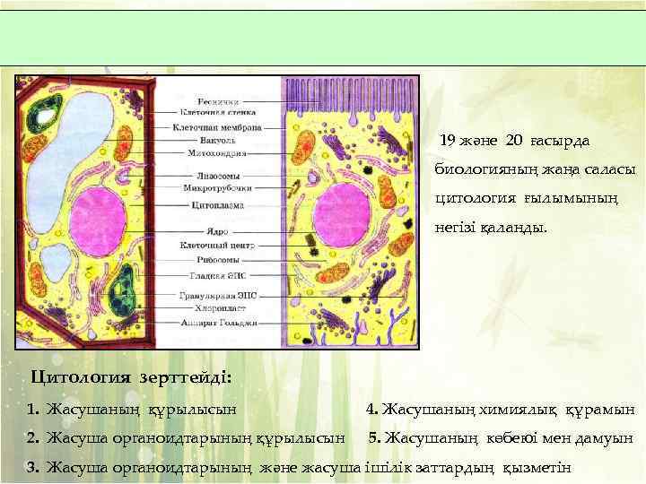 19 және 20 ғасырда биологияның жаңа саласы цитология ғылымының негізі қаланды. Цитология зерттейді: 1.