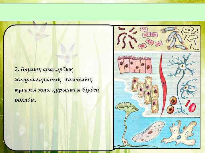 2. Барлық ағзалардың жасушаларының химиялық құрамы және құрылысы бірдей болады. 