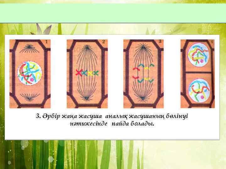 3. Әрбір жаңа жасуша аналық жасушаның бөлінуі нәтижесінде пайда болады. 