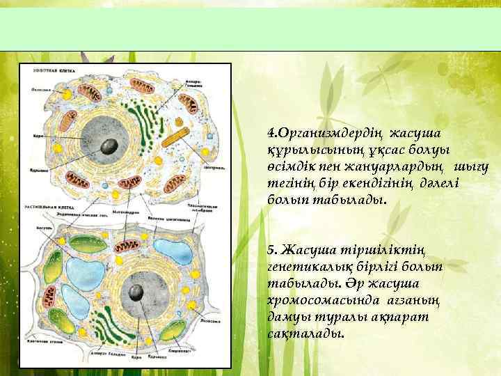 Өсімдік шаруашылығының негізгі бағыттары 5 сынып