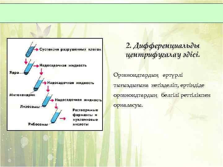 2. Дифференциальды центрифугалау әдісі. Органоидтардың әртүрлі тығыздығына негізделіп, ертіндіде органоидтардың белгілі реттілікпен орналасуы. 