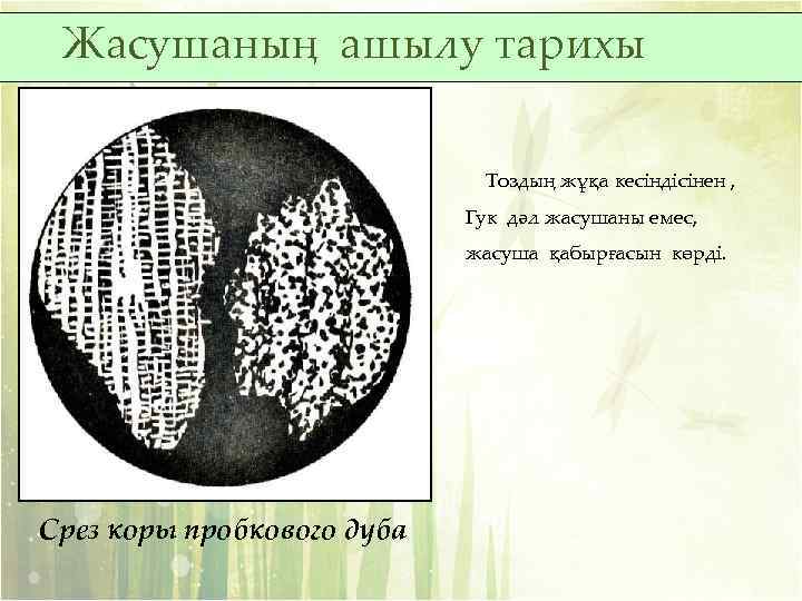 Жасушаның ашылу тарихы Тоздың жұқа кесіндісінен , Гук дәл жасушаны емес, жасуша қабырғасын көрді.