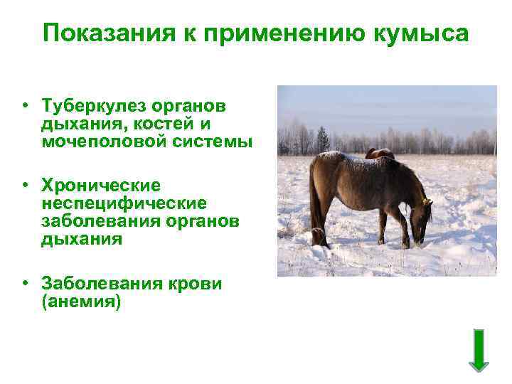 Показания к применению кумыса • Туберкулез органов дыхания, костей и мочеполовой системы • Хронические